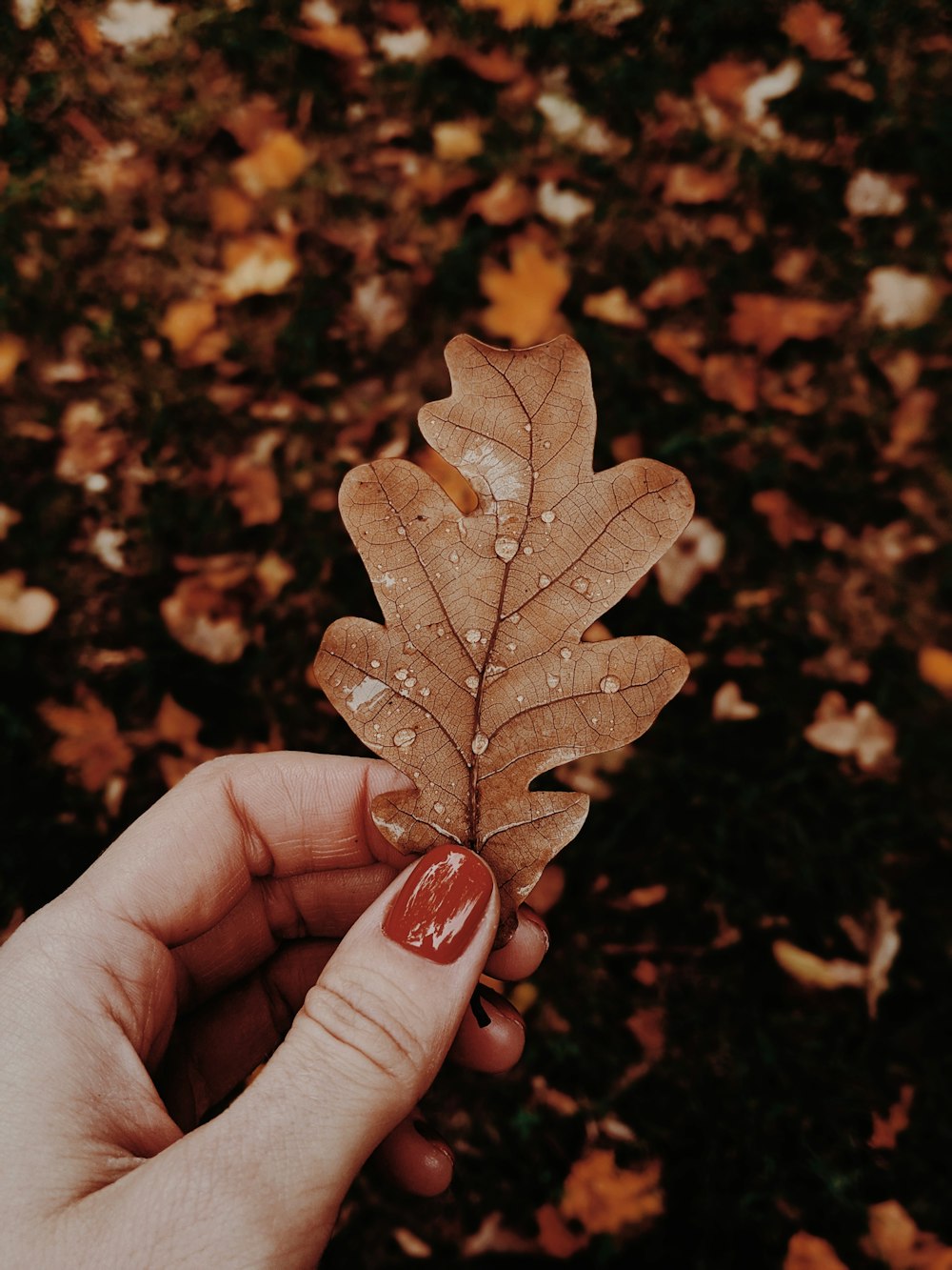 brown leaf on persons hand