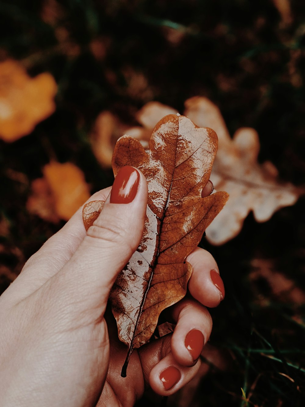 brown dried leaf on persons hand