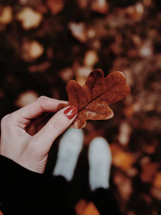 person holding brown maple leaf