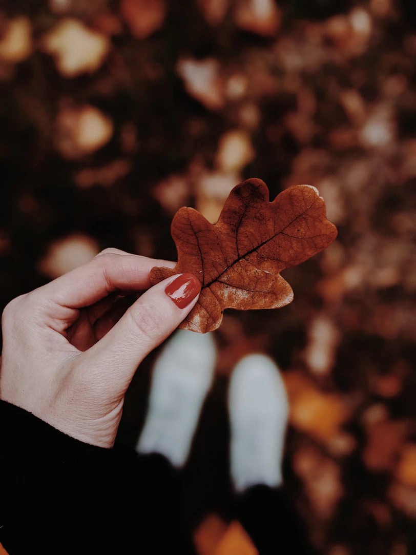 person holding brown maple leaf