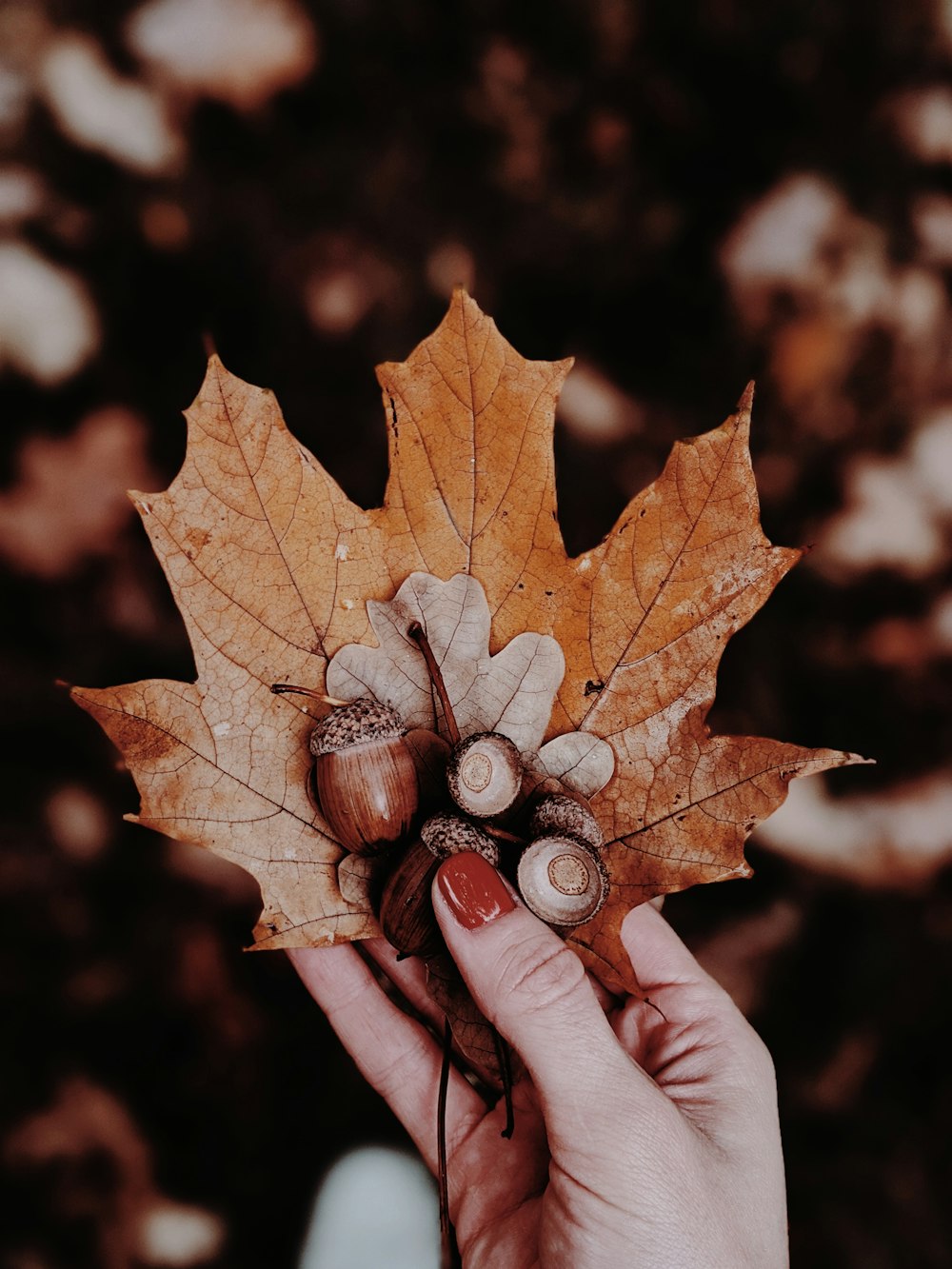 brown dried leaf with 2 round coins