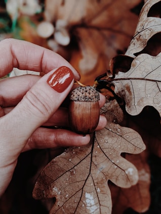 brown nut on persons hand