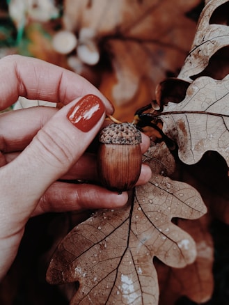 A close-up view of a hand with painted fingernails holding a single acorn. The background consists of large autumnal brown leaves, suggesting a natural and earthy setting.