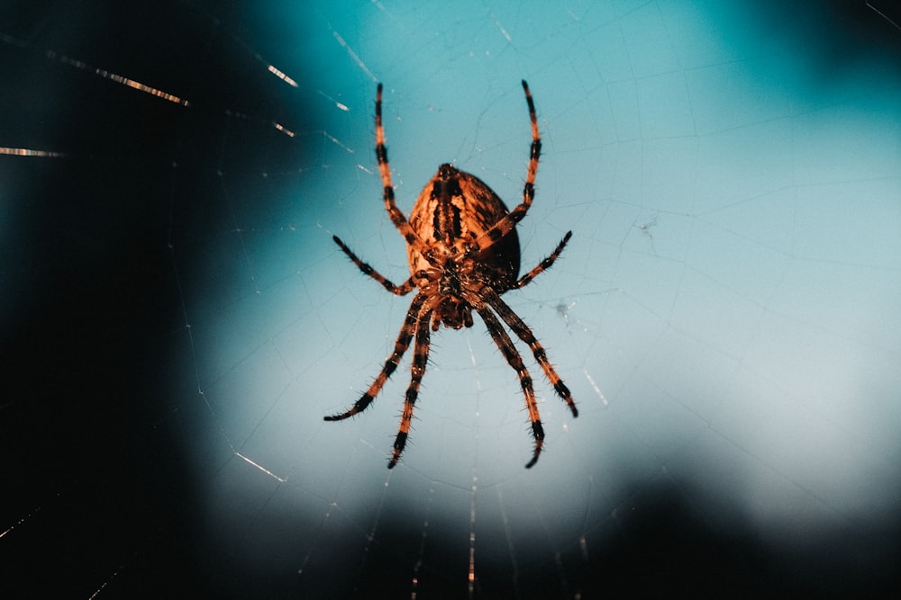 brown spider on web in close up photography