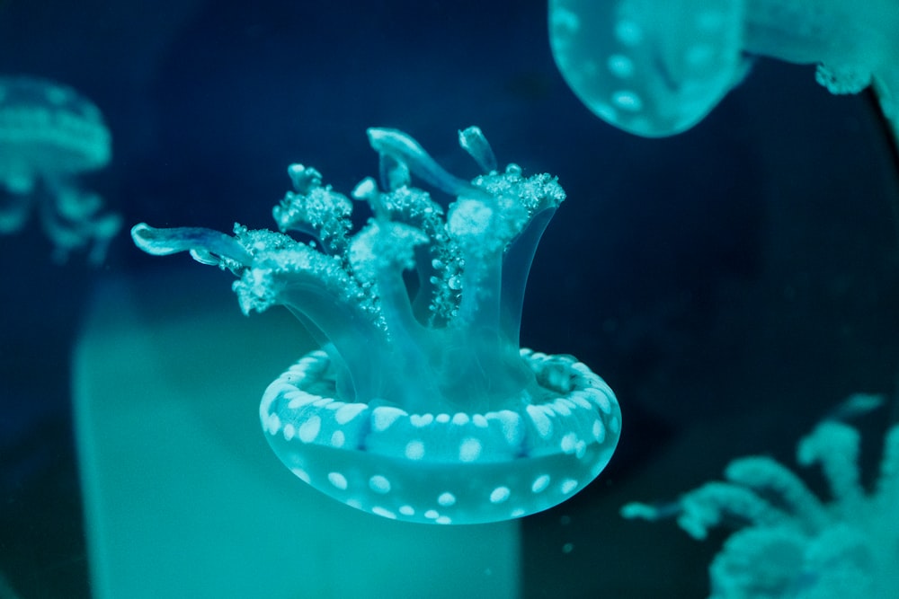 blue and white jellyfish in water