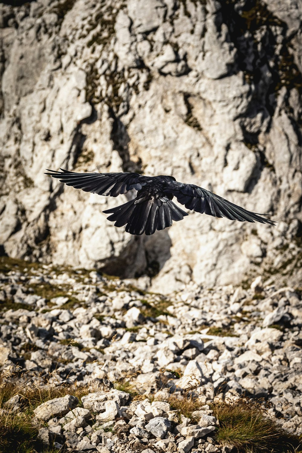 black and white bird flying over gray rock