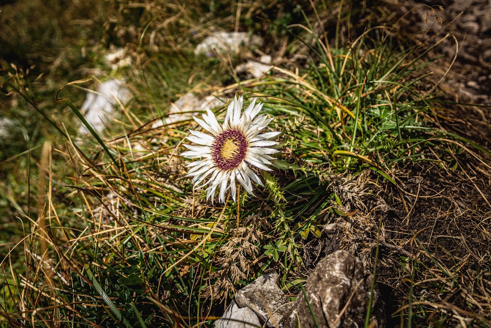 white dandelion in bloom during daytime