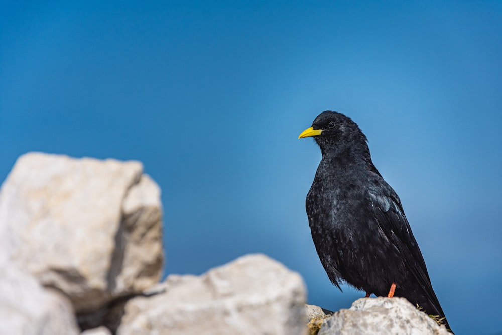 black bird on white rock during daytime