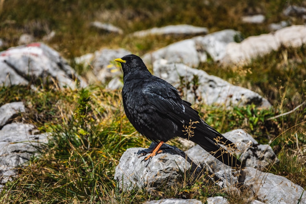 black bird on gray rock during daytime