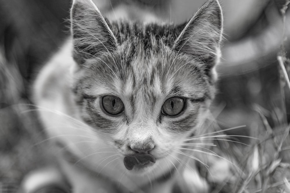 silver tabby cat in tilt shift lens