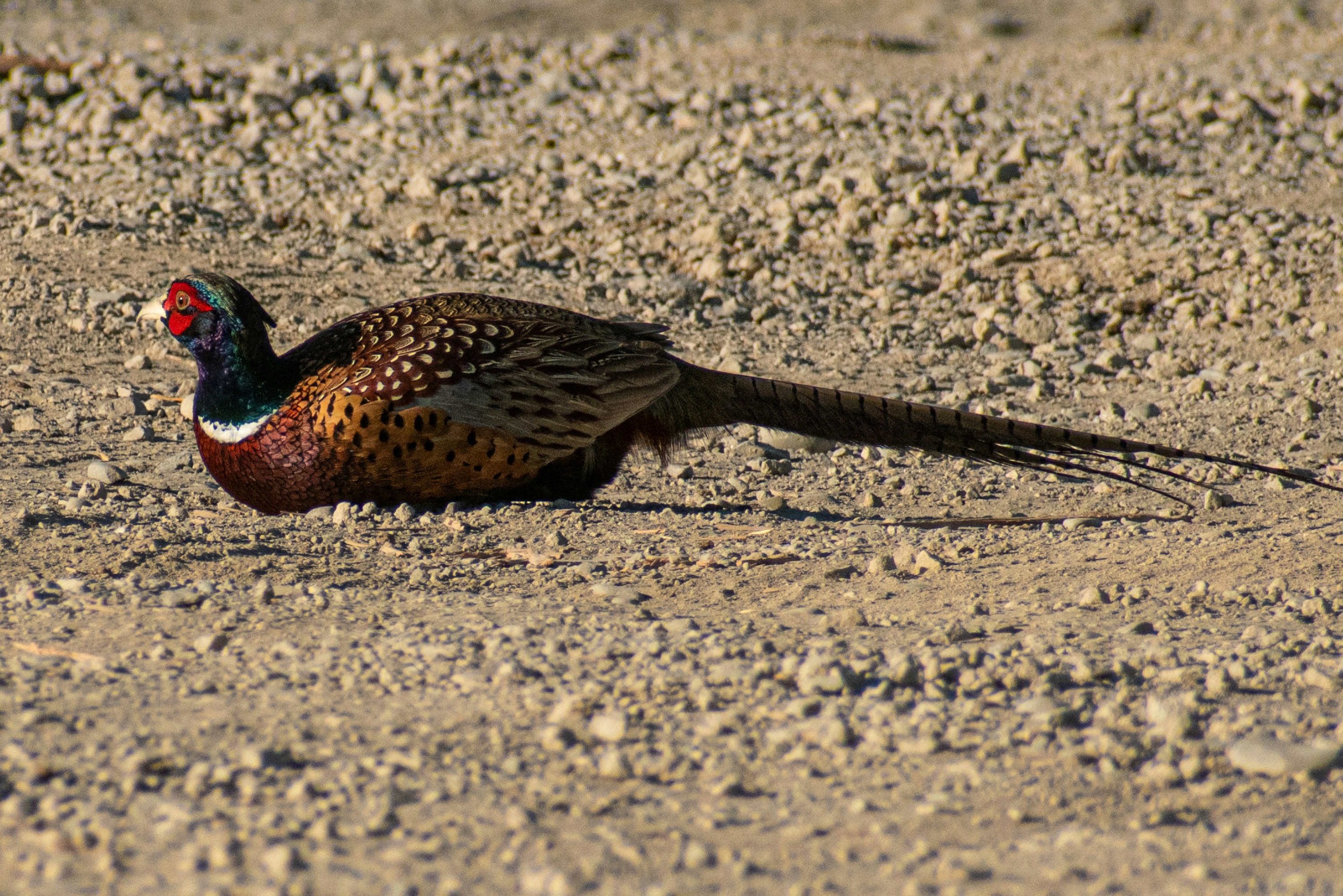 Photo by elisastonephotography