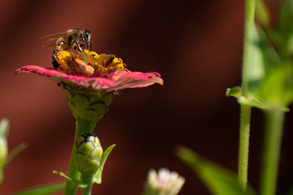 Una abeja sentada encima de una flor rosa
