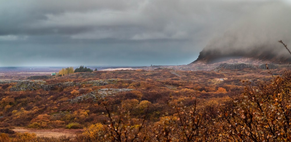 green and brown trees under gray clouds