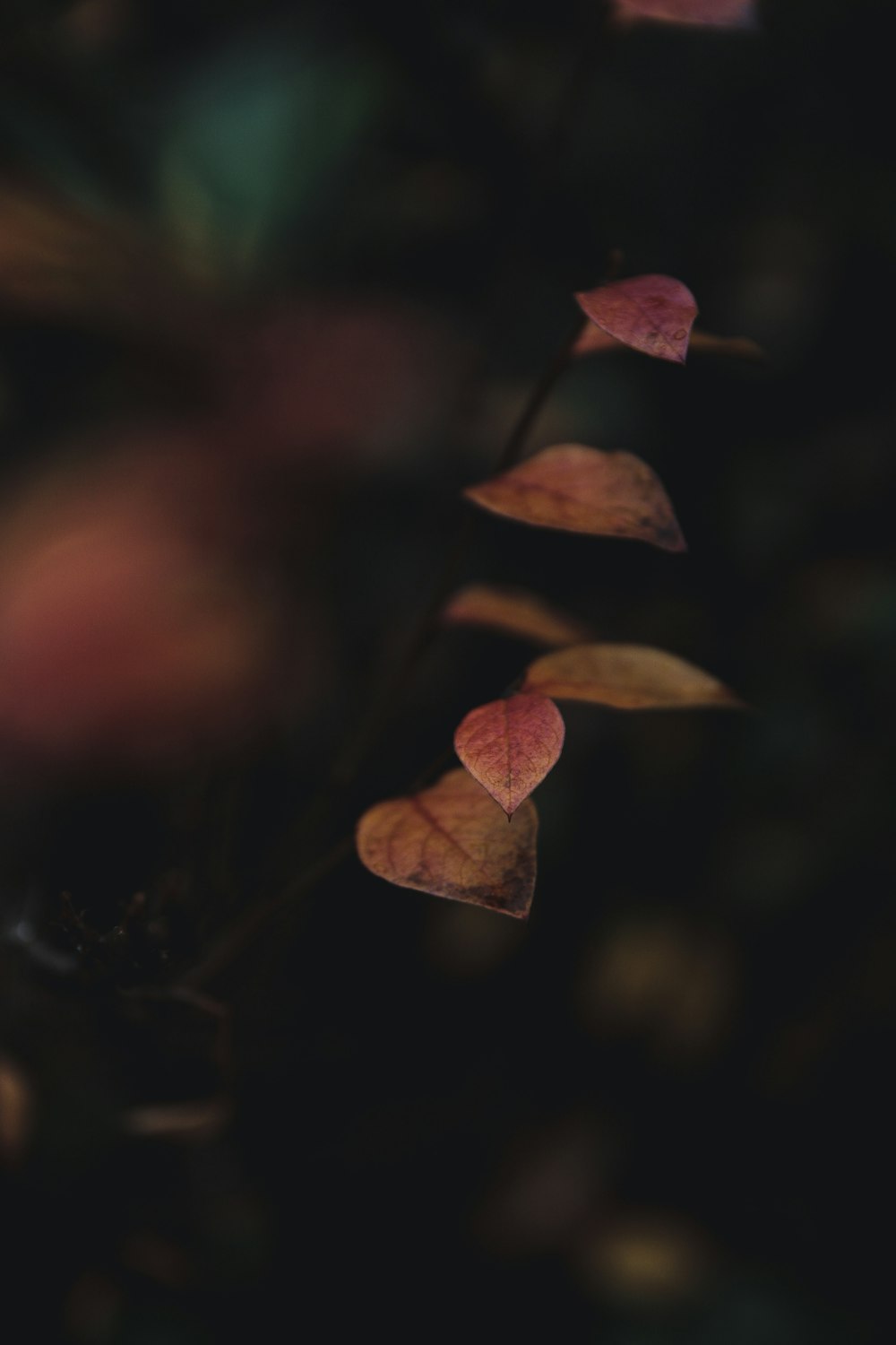 brown leaf in tilt shift lens