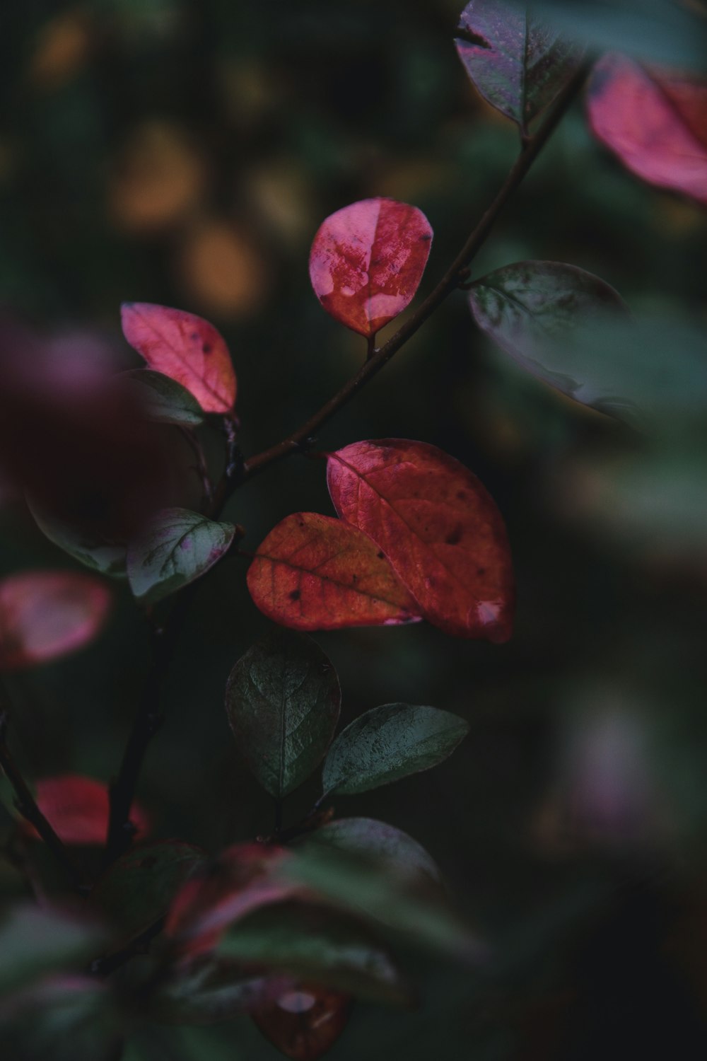 red and green leaves in tilt shift lens