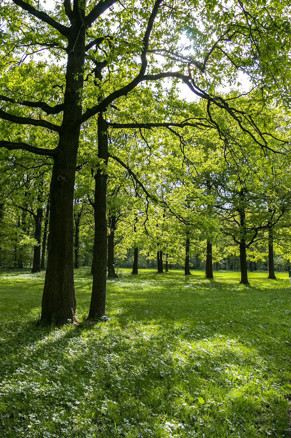 green grass field with trees