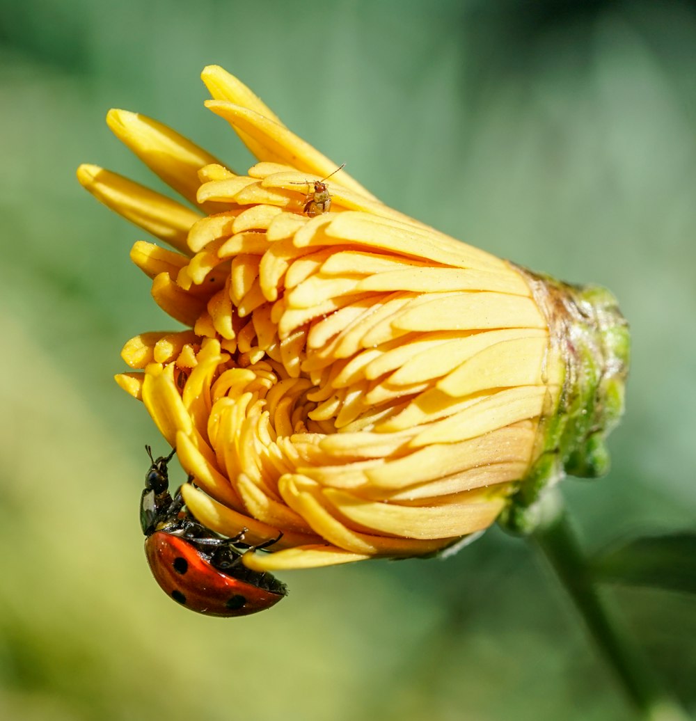 red ladybug perched on yellow flower in close up photography during daytime