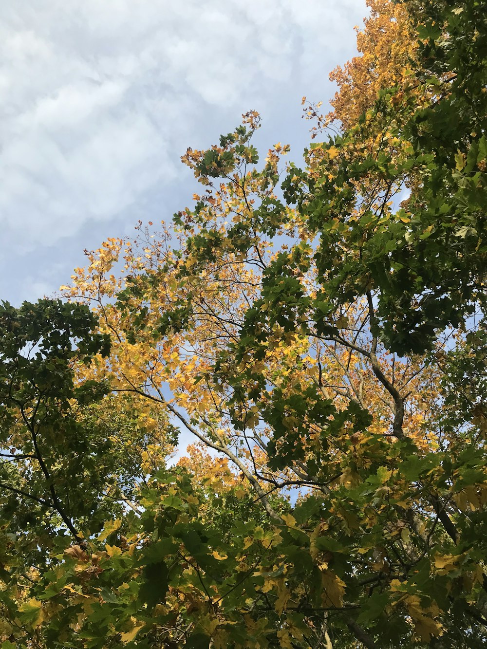 낮에는 흰 구름과 푸른 하늘 아래 녹색과 노란색 잎 나무