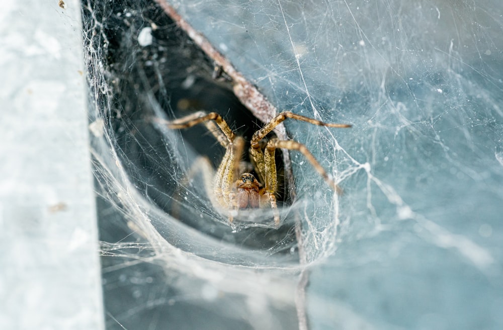 brown spider on web during daytime