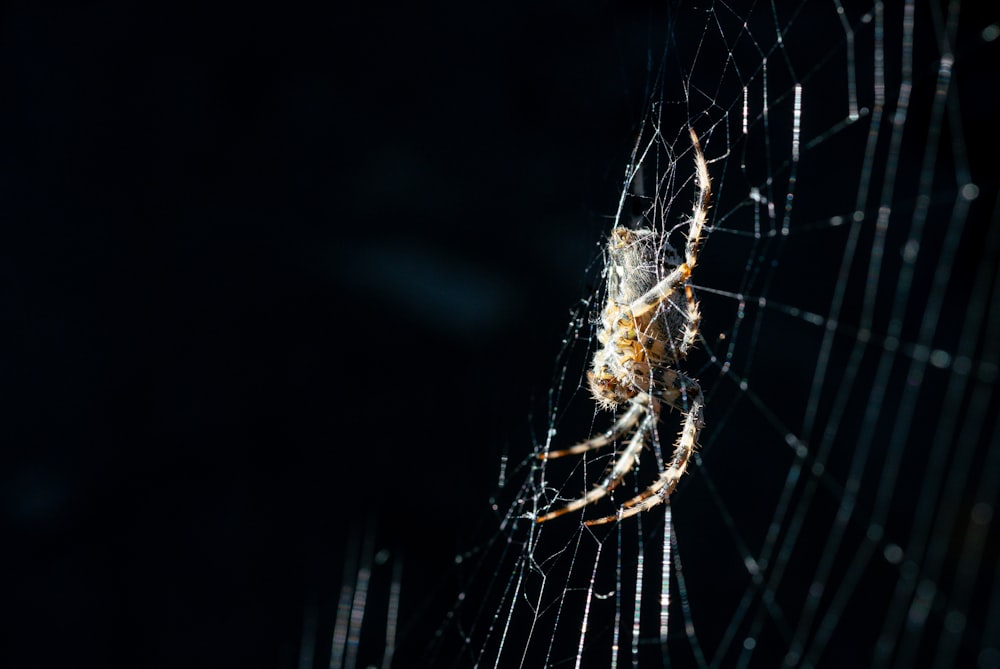 brown spider on web in close up photography