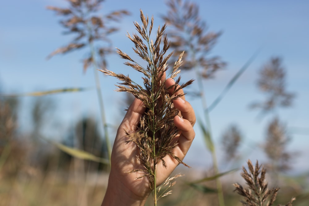 person holding brown plant during daytime