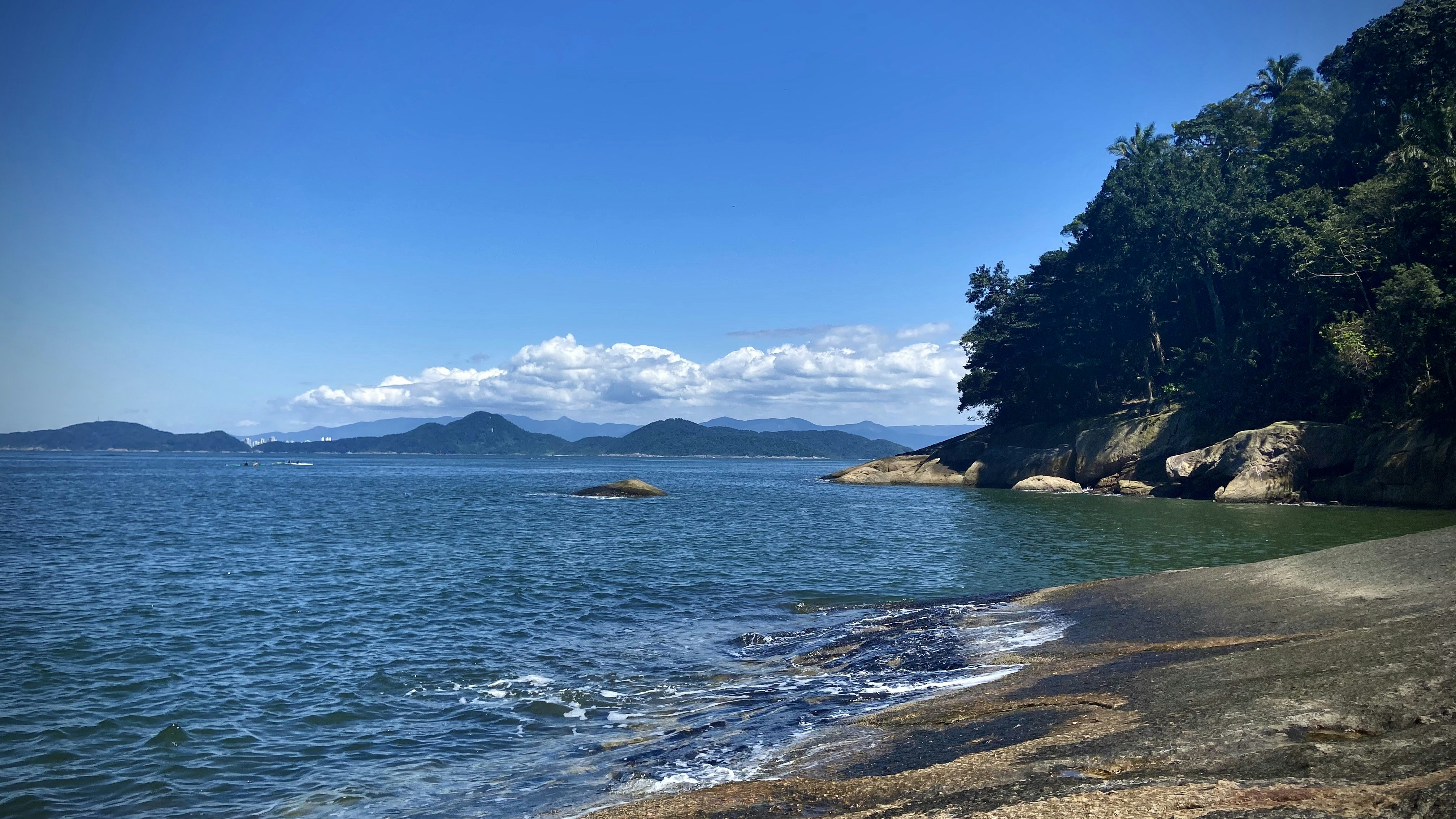 green trees near body of water during daytime