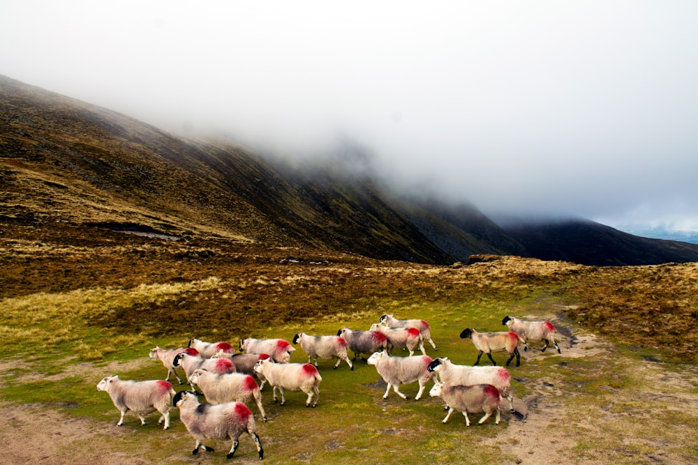 herd of sheep on green grass field