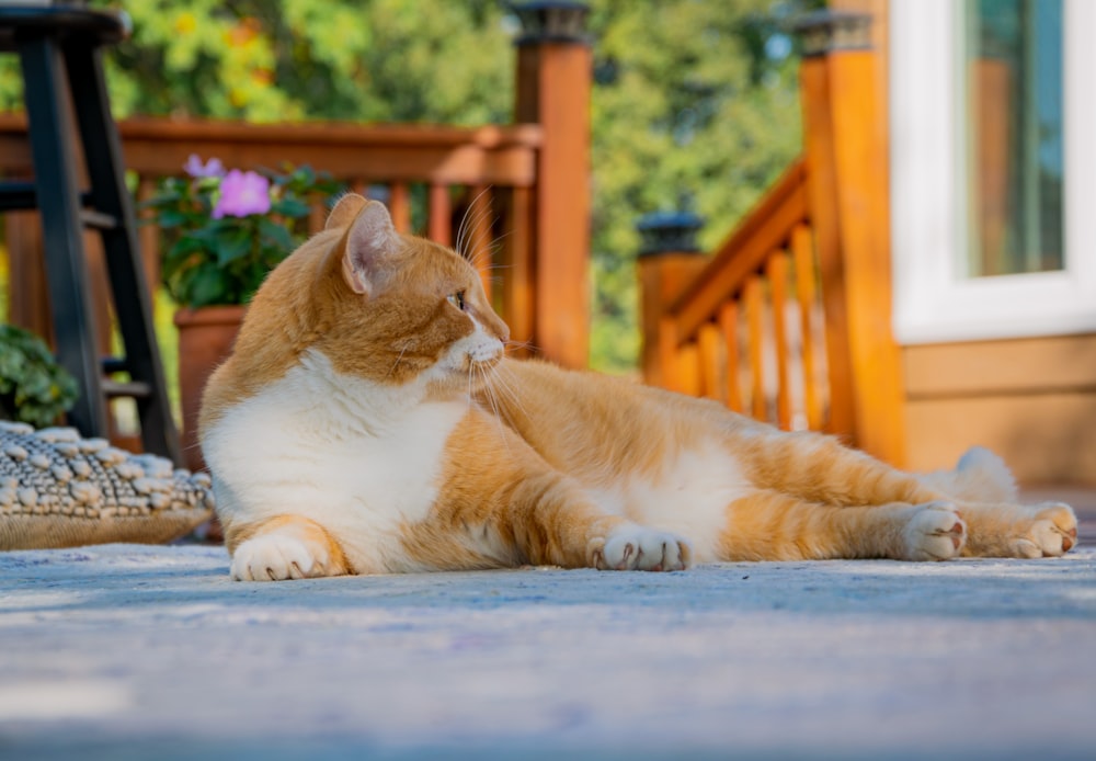 orange and white tabby cat lying on blue wooden floor