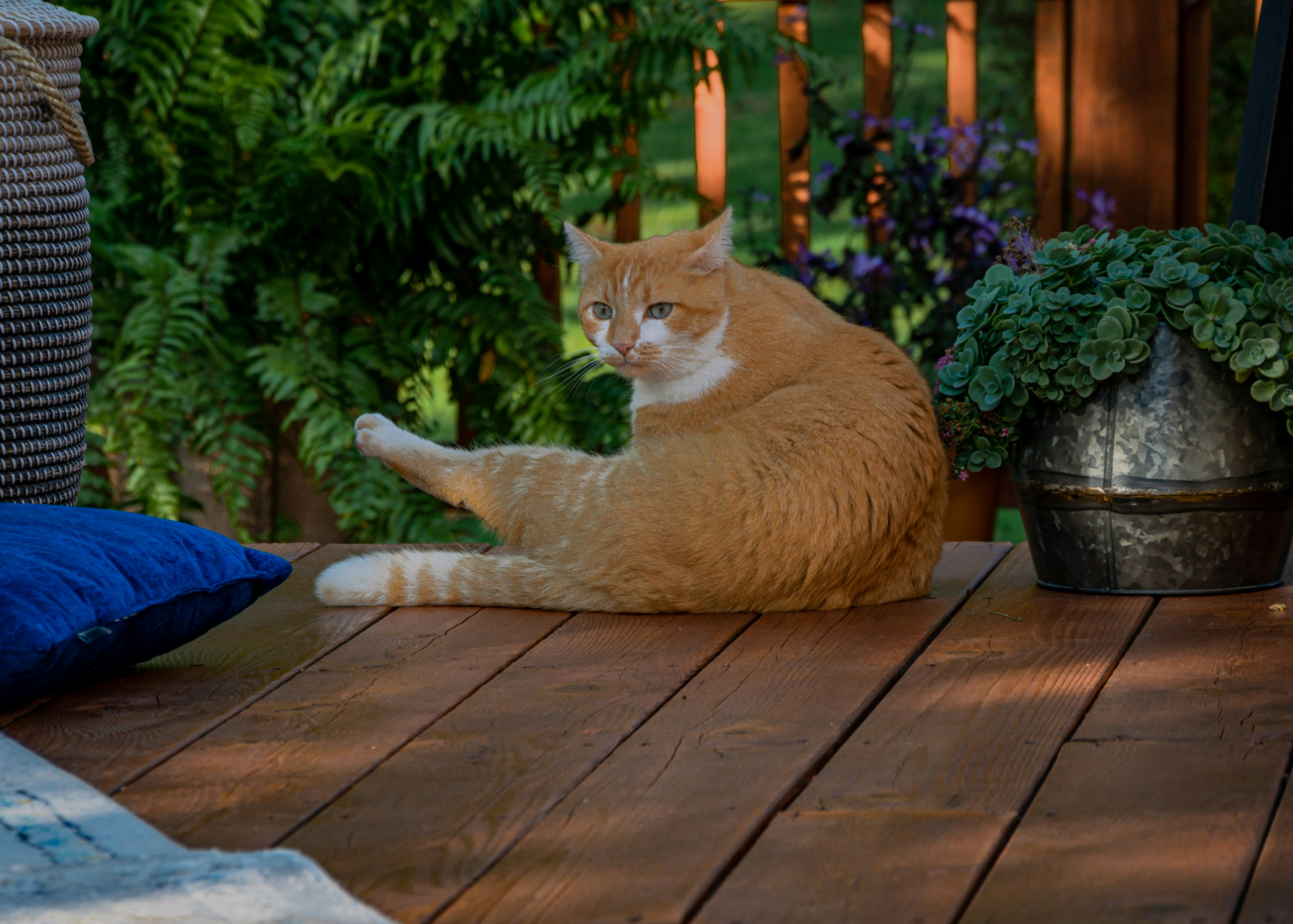 orange tabby cat on brown wooden floor