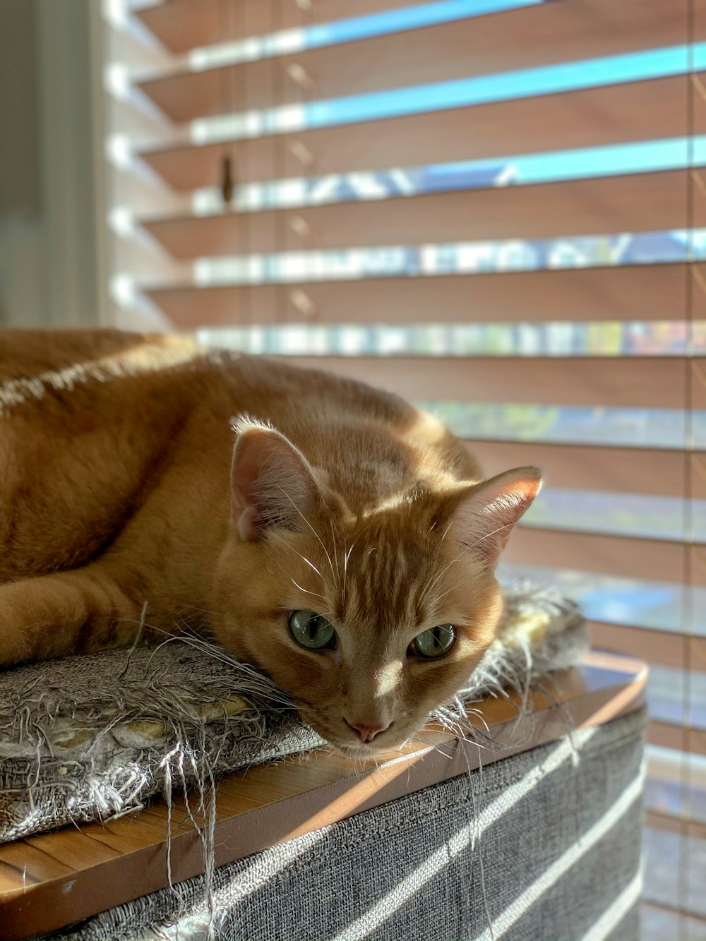 orange tabby cat lying on gray textile