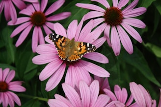 painted lady Vanessa cardui on Echinacea purpurea flower