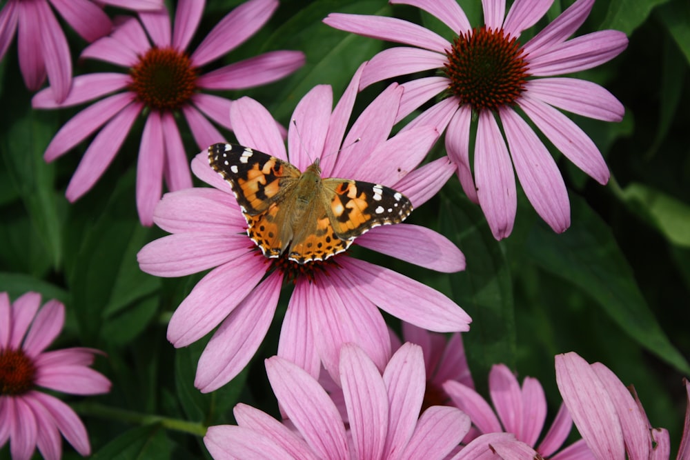 핑크 꽃에 검은 오렌지와 흰색 나비
