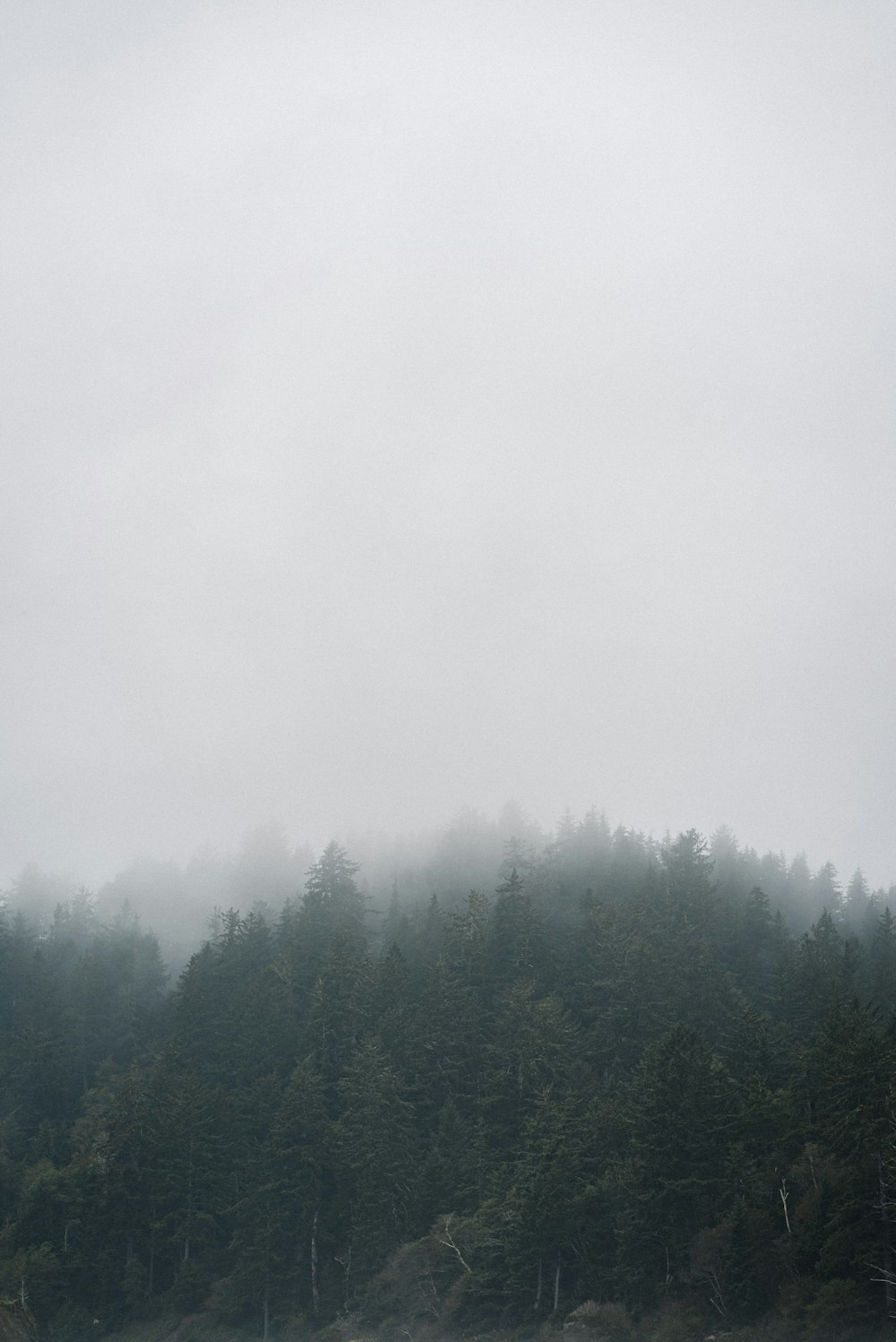 green trees under white sky during daytime