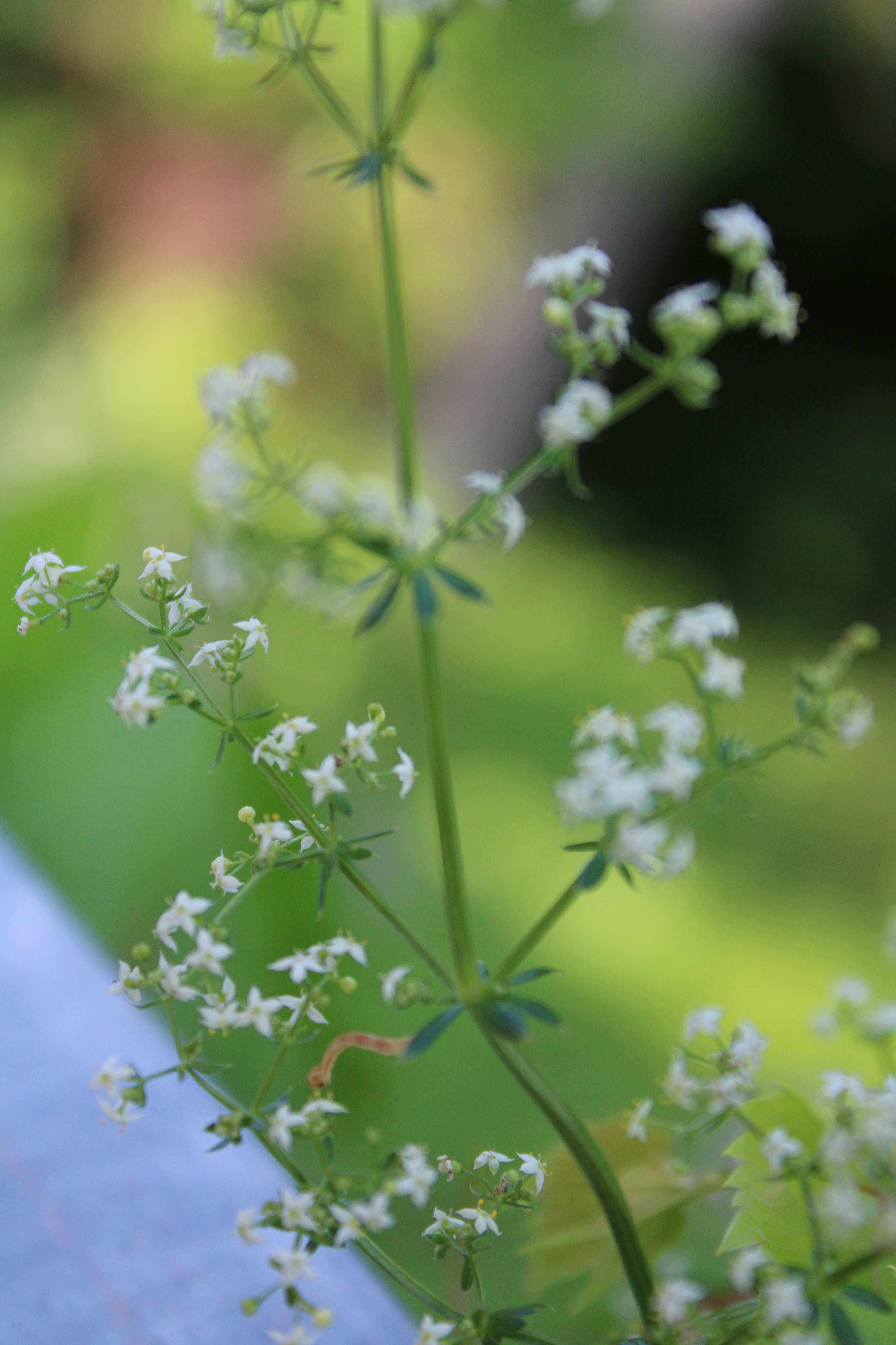 Photo by nova_brodhead