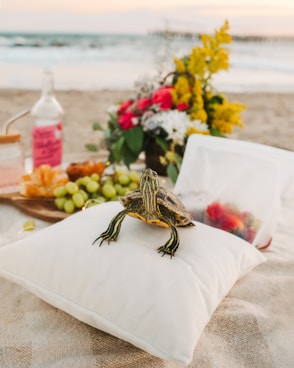 black and yellow turtle on white textile