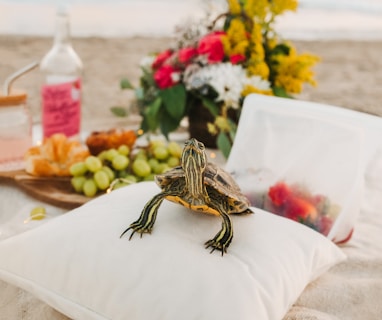 black and yellow turtle on white textile