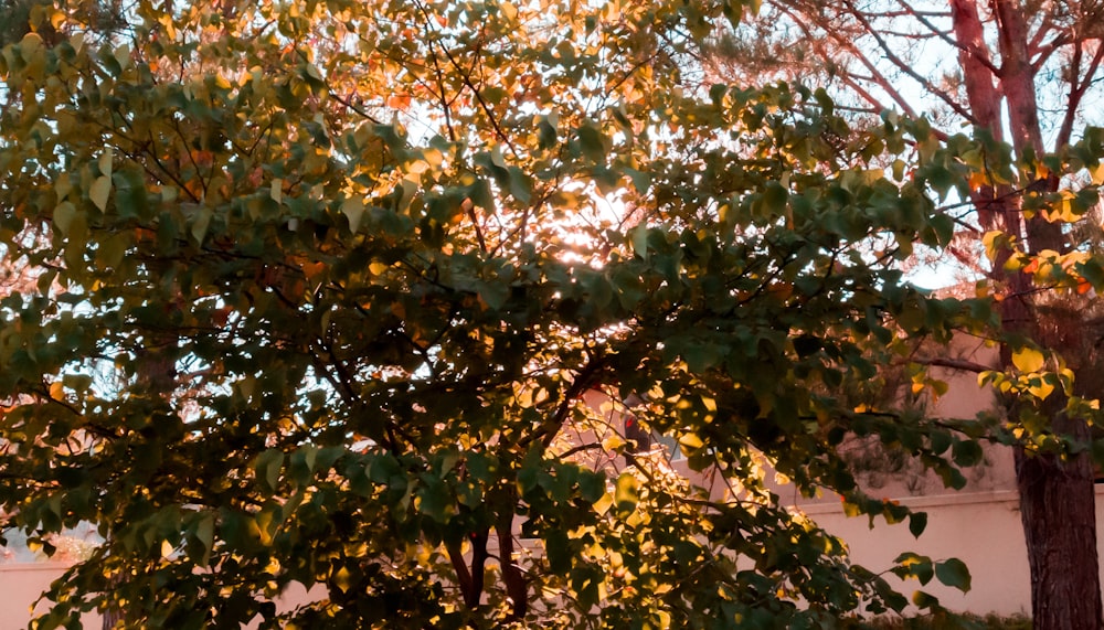 green and brown tree during daytime