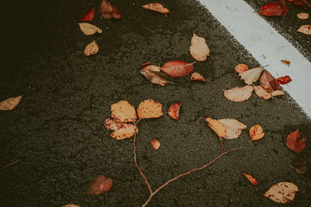 red and brown leaves on black concrete floor