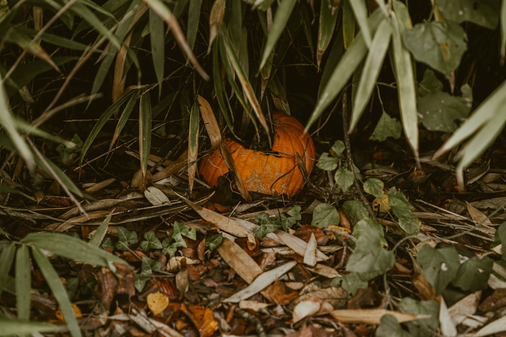 brown pumpkin on green grass