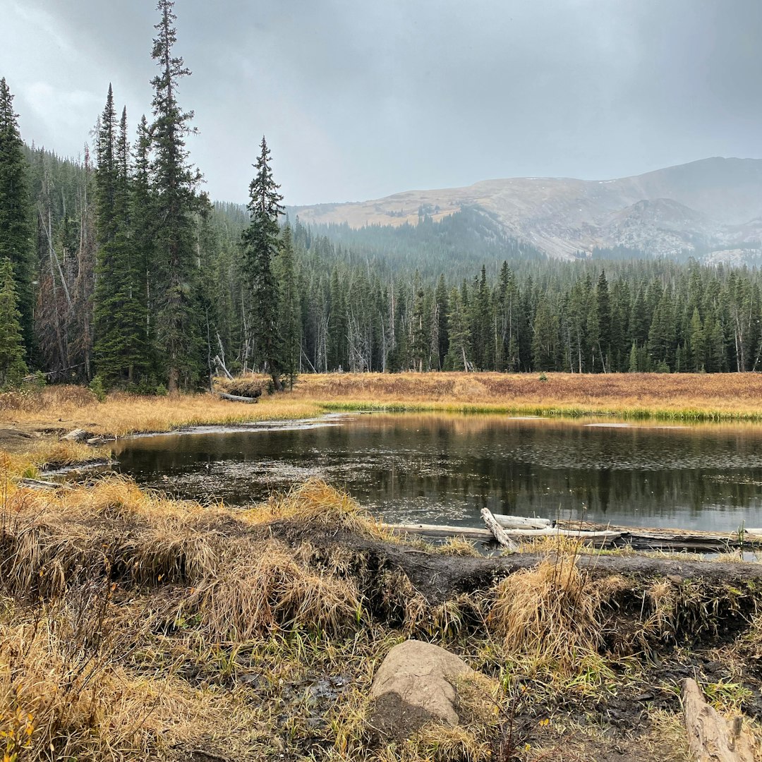 Forest photo spot White River National Forest Colorado