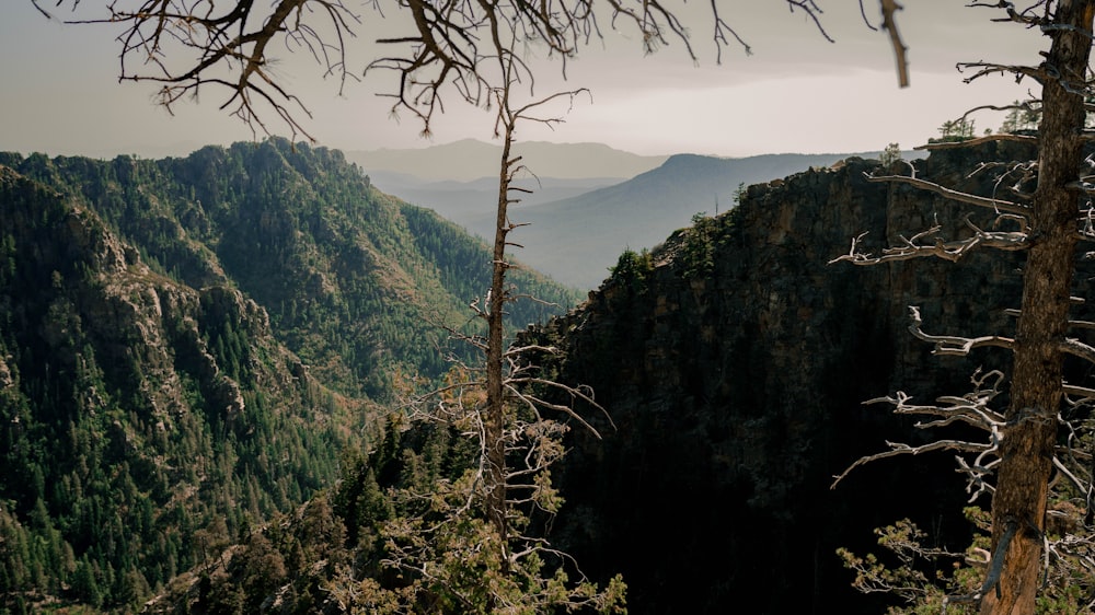 bare tree on mountain during daytime