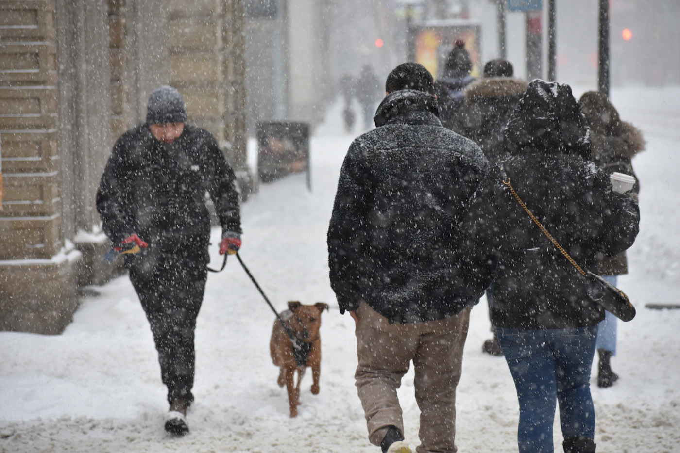 A dog on a leash walking beside its handler along a snowy Canadian city sidewalk during a winter snowfall