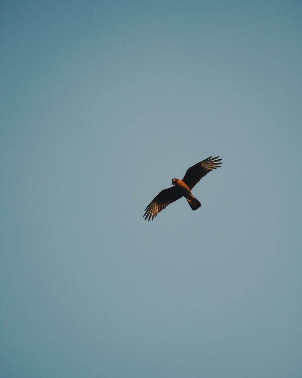 brown and white bird flying