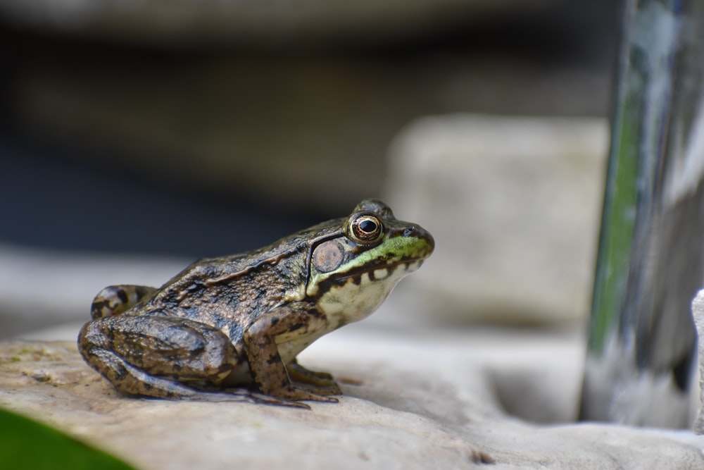 green and black frog on white rock