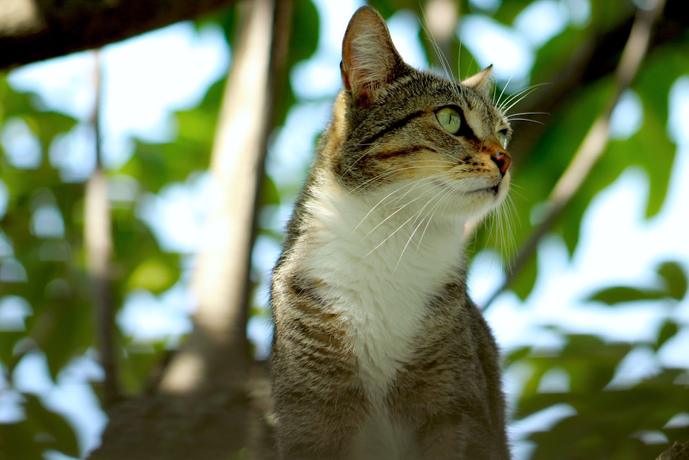 茶色の木の表面に茶色のぶち猫