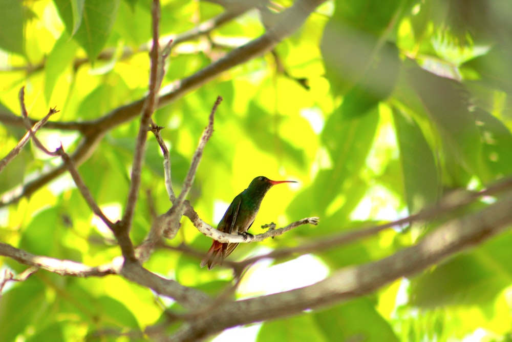 green and black bird on tree branch during daytime