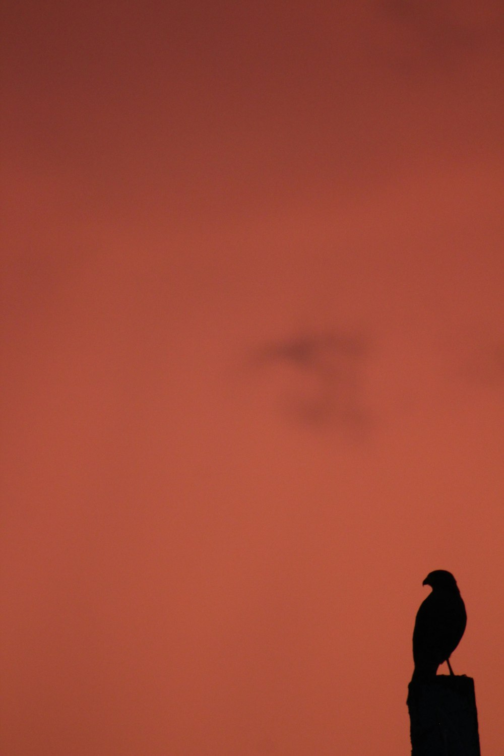 a black bird sitting on top of a wooden post