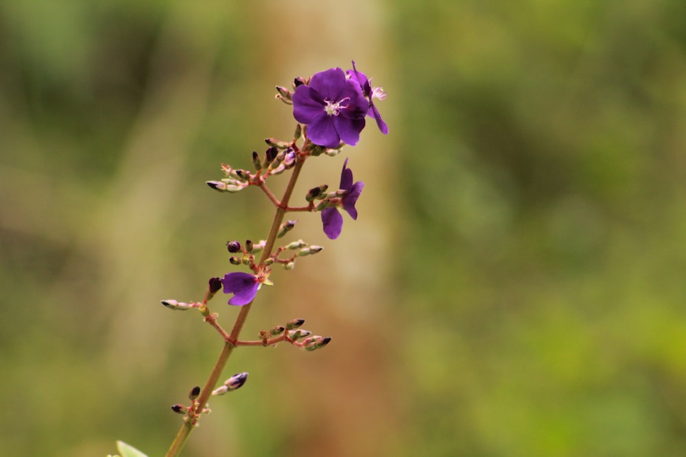 purple flower in tilt shift lens