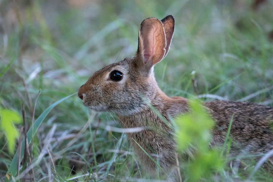 brown rabbit on green grass during daytime