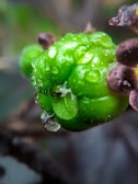 Close-up photo of a vibrant cannabis flower with dewdrops.